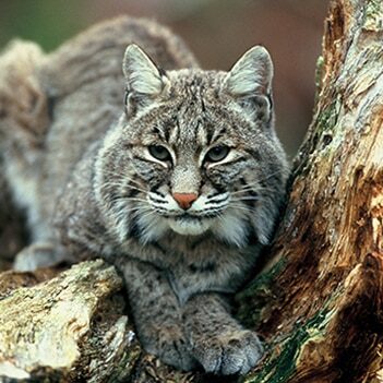 bobcat 512W
