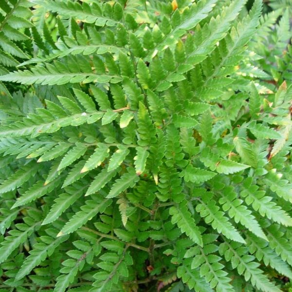 brackenfern