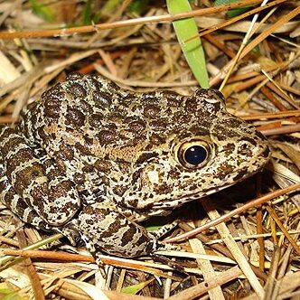 duskygopherfrog