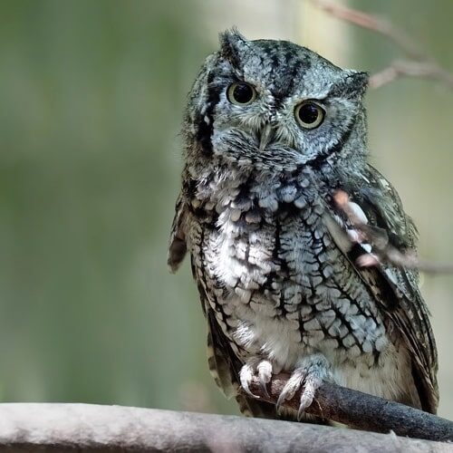 eastern-screech-owl-3526934_1280