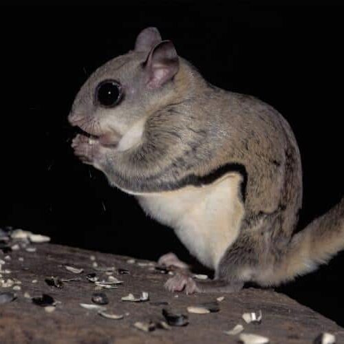 flying_squirrel