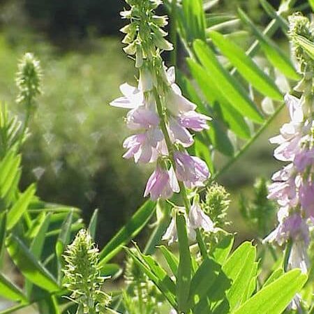 goatsrue