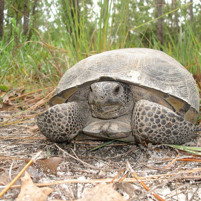 gophertortoise