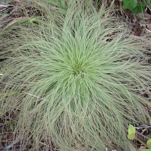 hairsedge