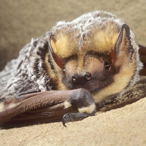 hoarybat