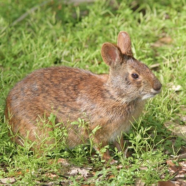 marshrabbit