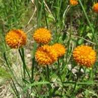 orange-milkwort2