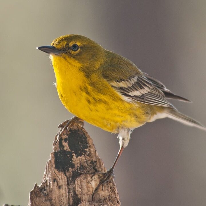 pine-warbler