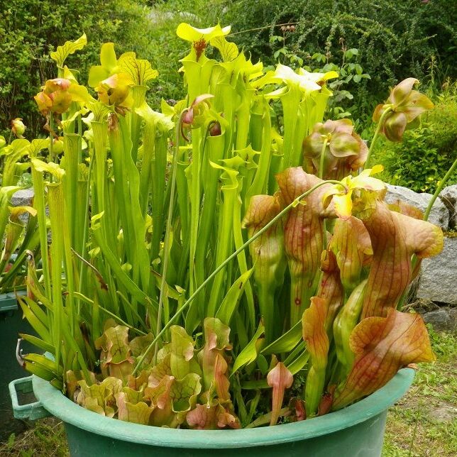 pitcherplantpoaching