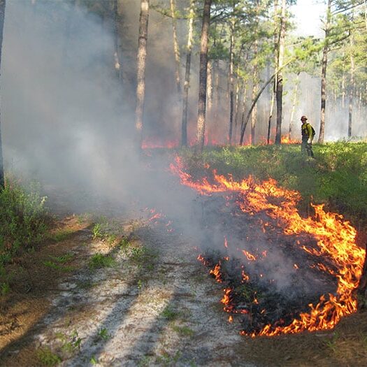 prescribed burn