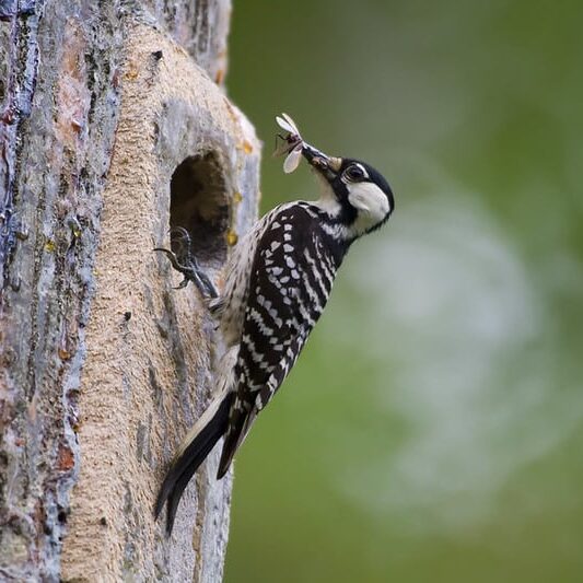 red-cockaded woodpecker