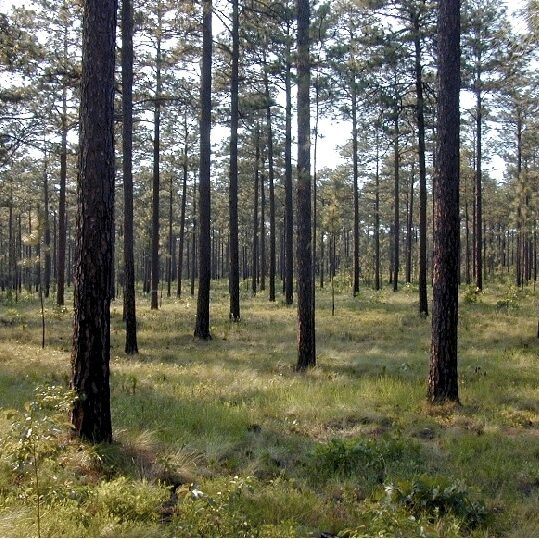 sandhills