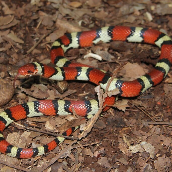 scarlet_kingsnake