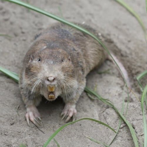 se-Pocket-gopher