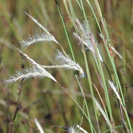 splitbeard_bluestem