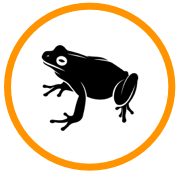 Frog Orange