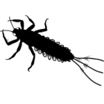 mayfly