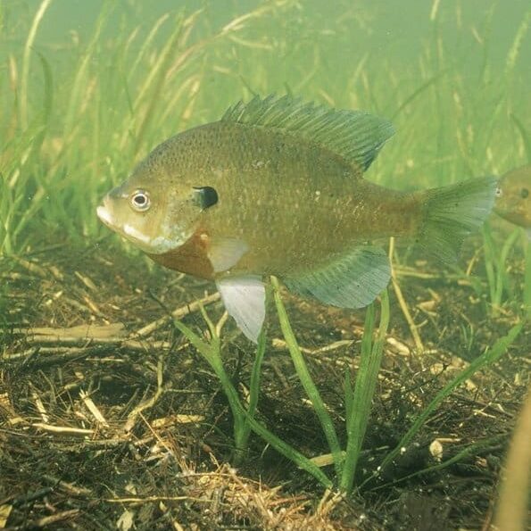 06caff35d0076dc25e04d1f1e680c99a--illinois-state-freshwater-fish