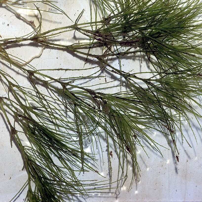 Brittle Naiad