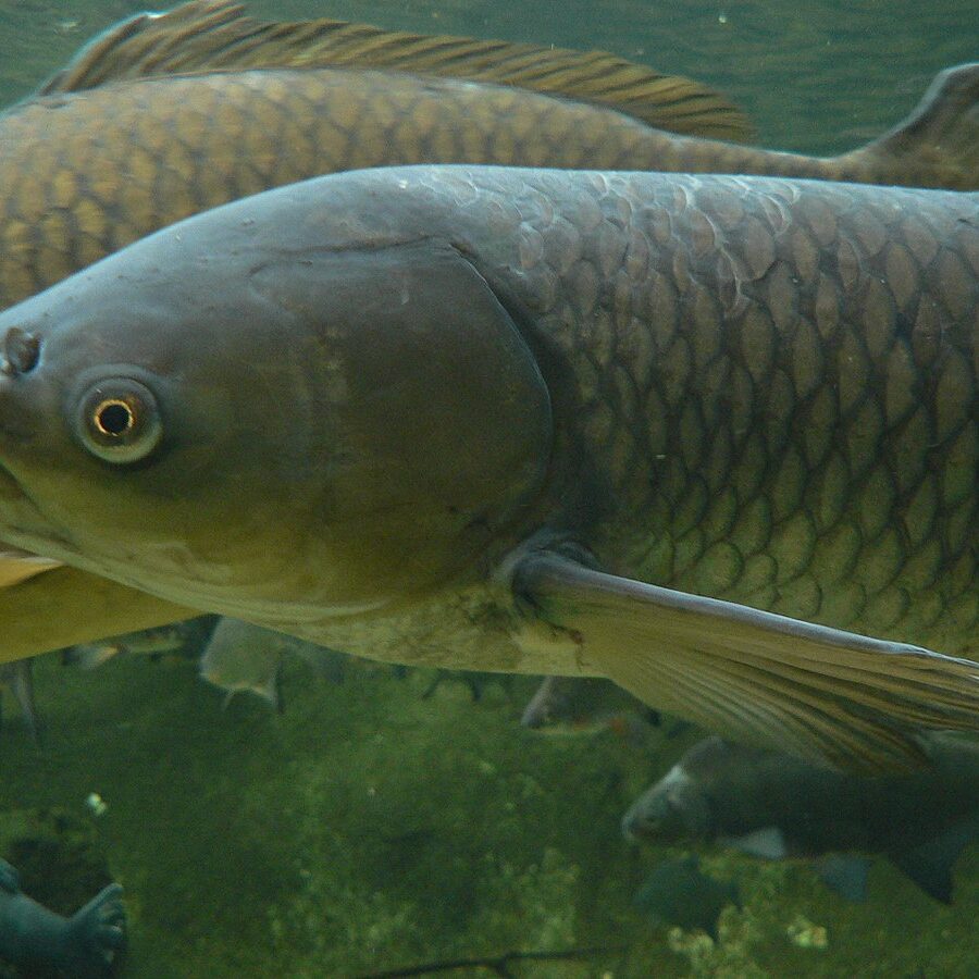 Grass Carp