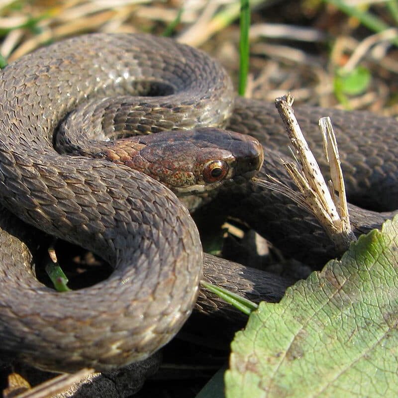 1200px-Redbelly_Snake_-_Storeria_occipitomaculata_occipitomaculata
