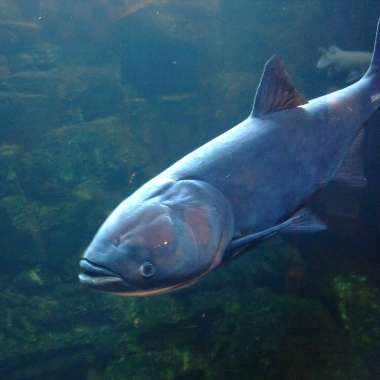 Bighead Carp