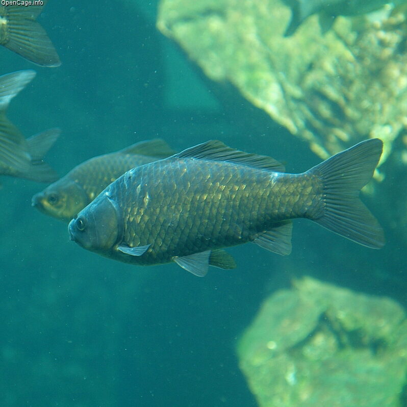Black Carp
