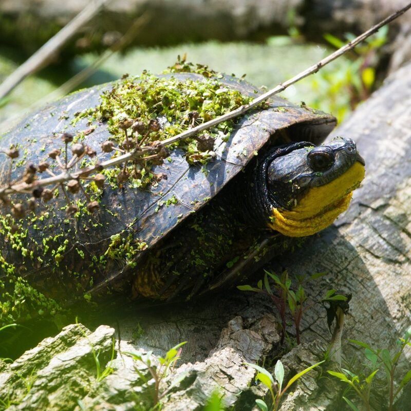 BlandingsTurtle