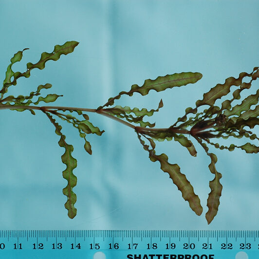 Curly Leaf Pondweed