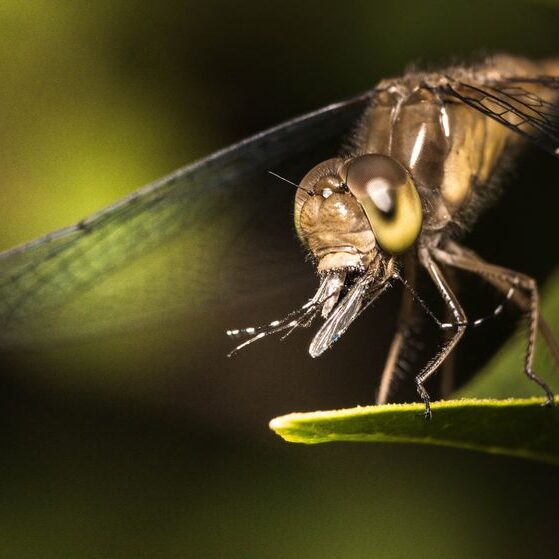 Dragonfly eating a mosquito. 