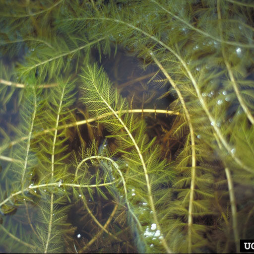 Eurasian Watermillfoil