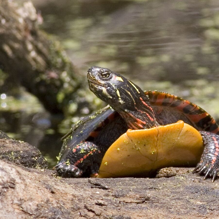 Painted_turtle