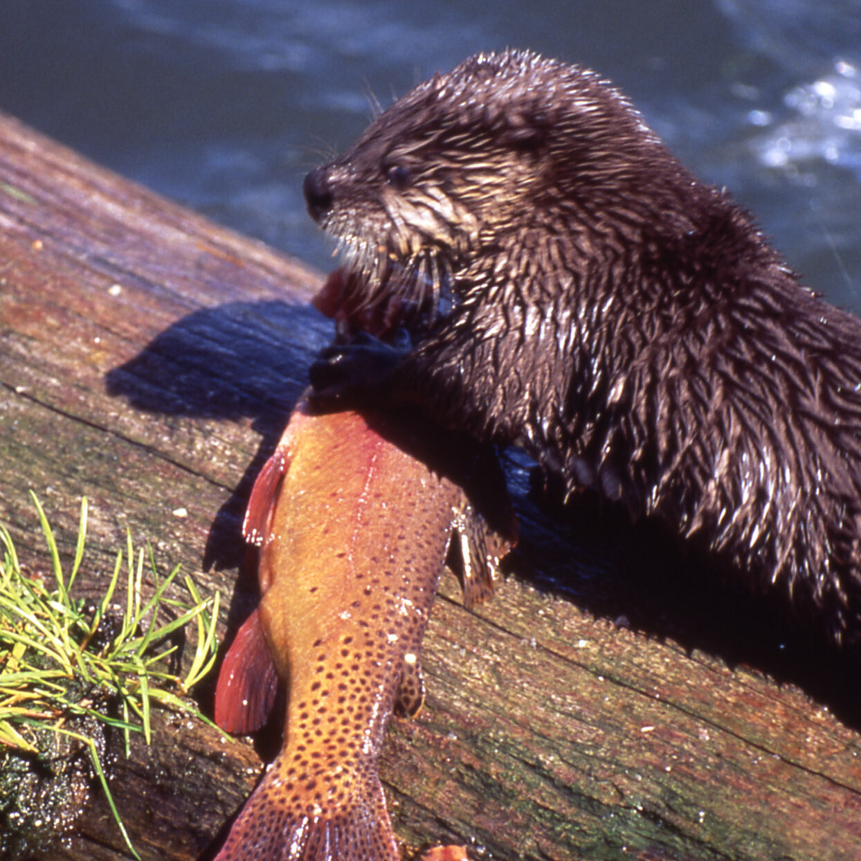 RiverOtterTroutLakeYNP