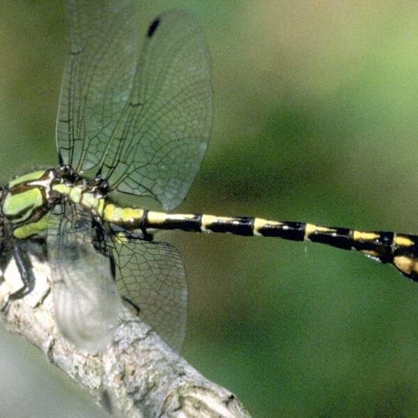 St. Croix Snaketail