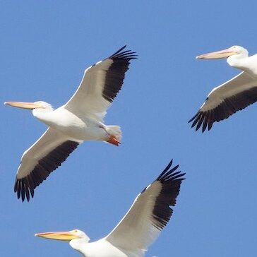 WhPelican
