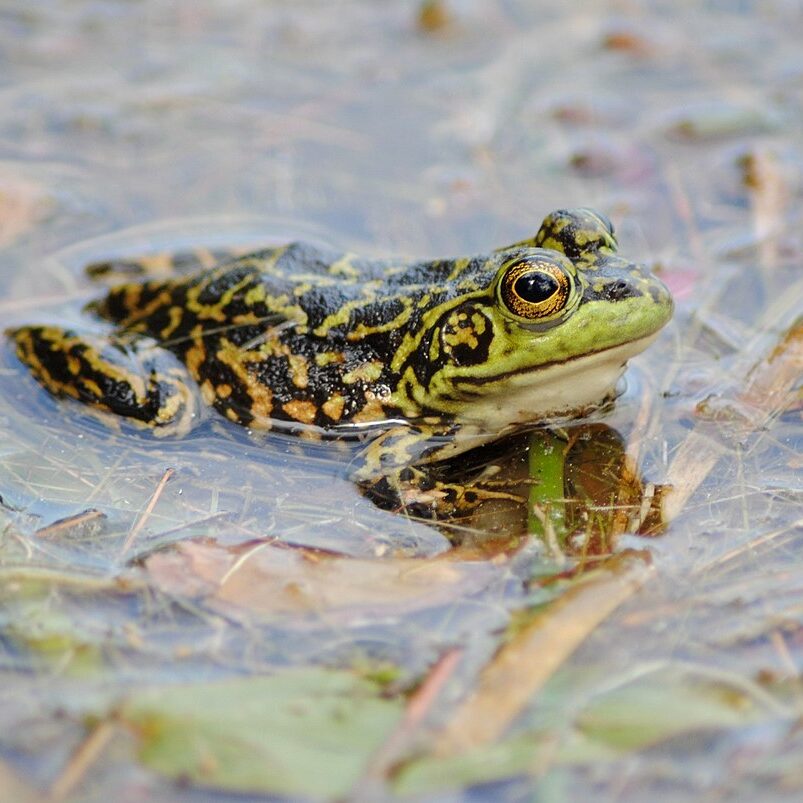 amphibian_MinkFrog