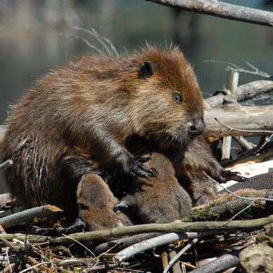 babybeaver
