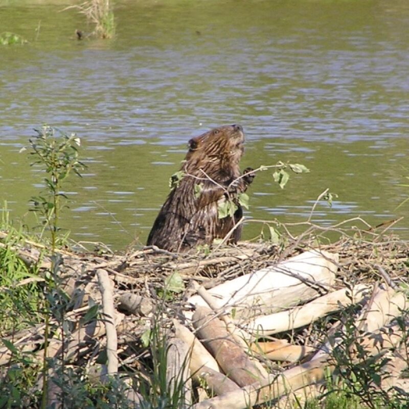 beaverdam
