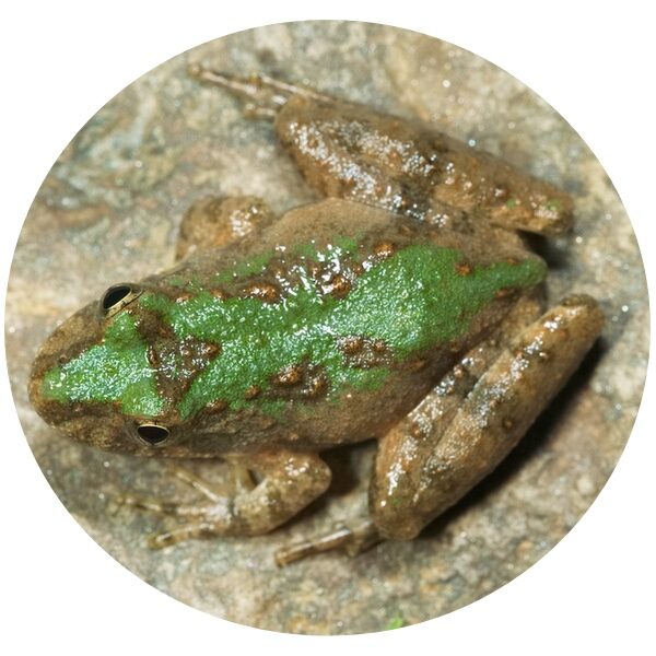 blanchardscricketfrog