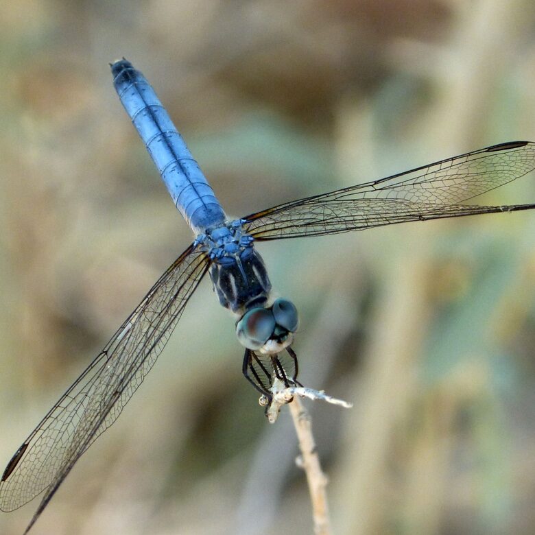 bluedasher