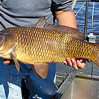 Common Carp
