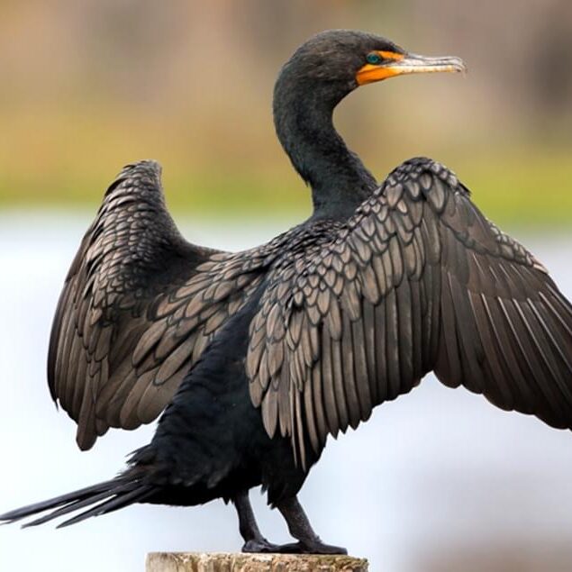 cormoratn