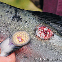 Sea Lamprey