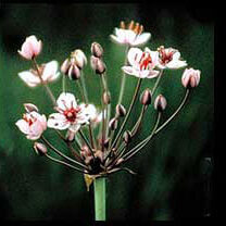Flowering Rush