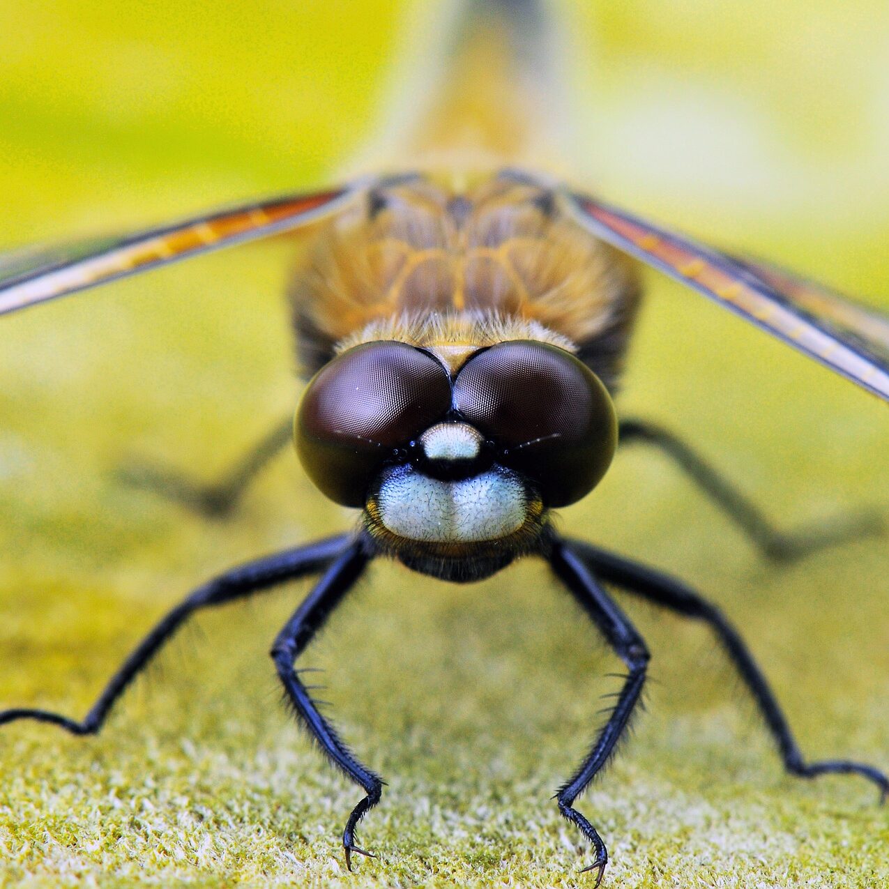 four-spotted-dragonfly-1811835_1920