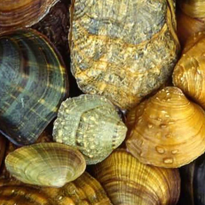 freshwater-mussels_header
