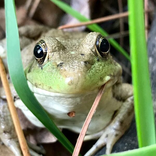 frog-2660719_1920