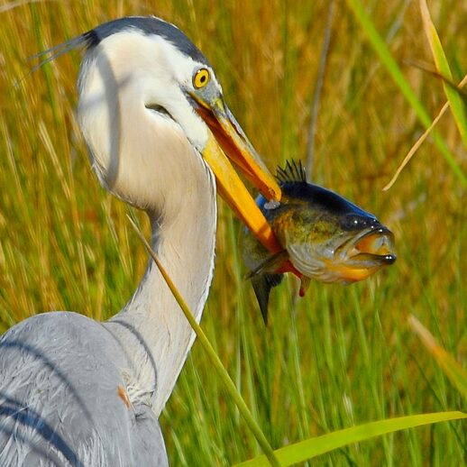 heron