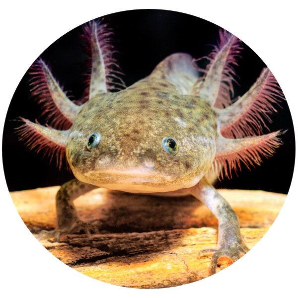 mudpuppy