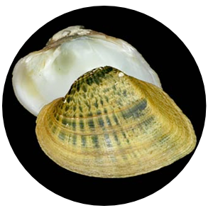 mussel_snuffbox